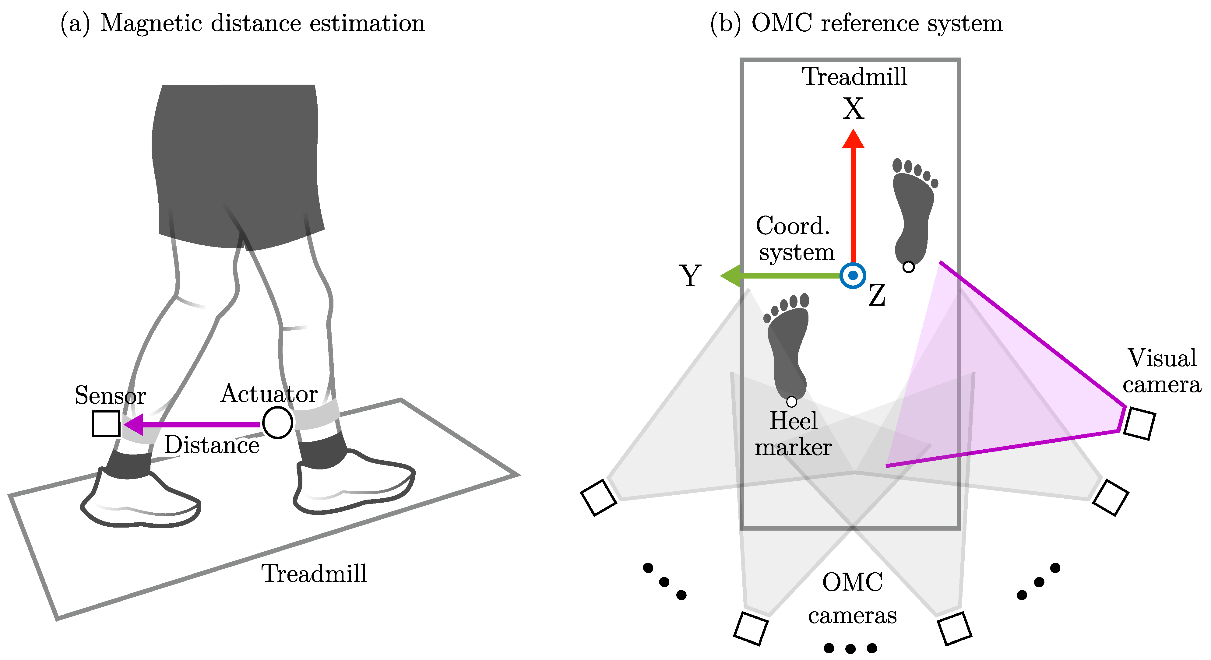Thumbnail for Pilot Study: Step Width Estimation with Body-Worn Magnetoelectric Sensors
